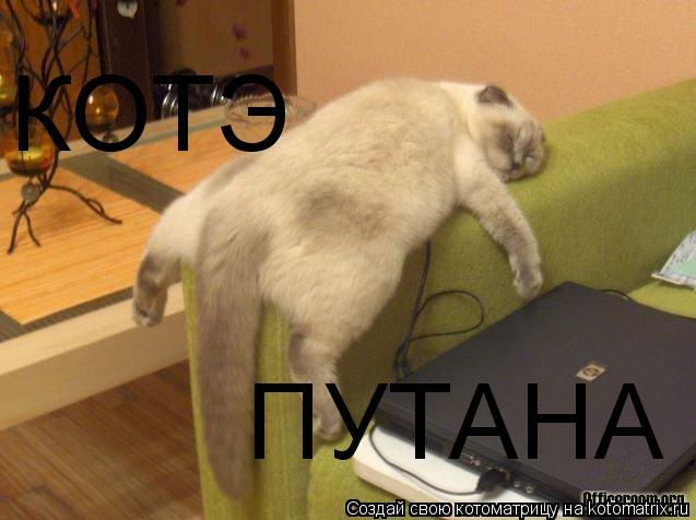 КОТЭ ПУТАНА... Котоматрица: КОТЭ ПУТАНА