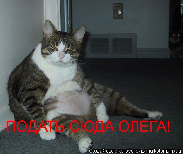 ПОДАТЬ СЮДА ОЛЕГА!... Котоматрица: ПОДАТЬ СЮДА ОЛЕГА!
