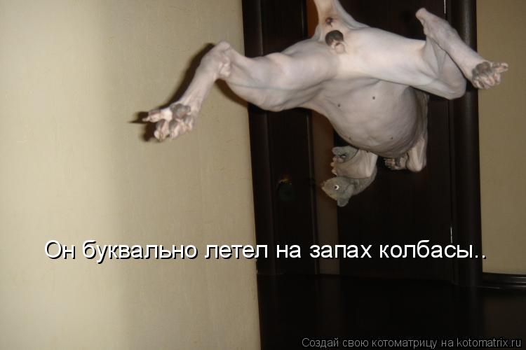 Он буквально летел на запах колбасы..... Котоматрица: Он буквально летел на запах колбасы..