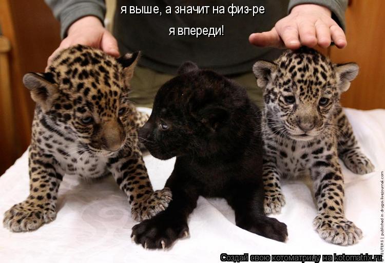 я выше, а значит на физ-ре я впереди!... Котоматрица: я выше, а значит на физ-ре я впереди!
