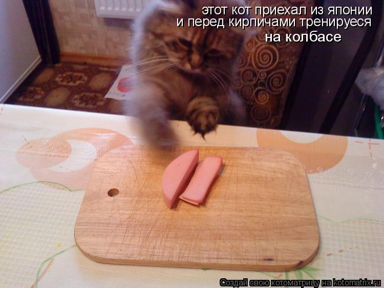 этот кот приехал из японии и перед кирпичами тренируеся на колбасе... Котоматрица: этот кот приехал из японии и перед кирпичами тренируеся на колбасе