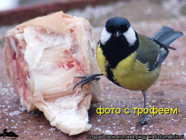 фото с трофеем... Котоматрица: фото с трофеем