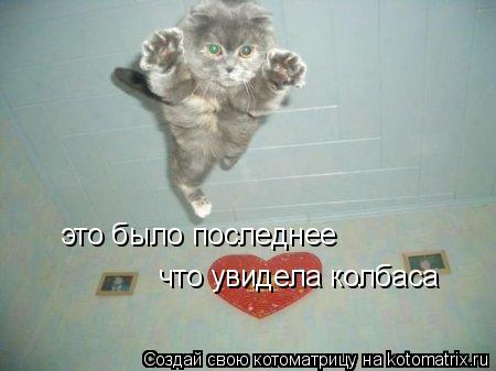 это было последнее что увидела колбаса... Котоматрица: это было последнее что увидела колбаса
