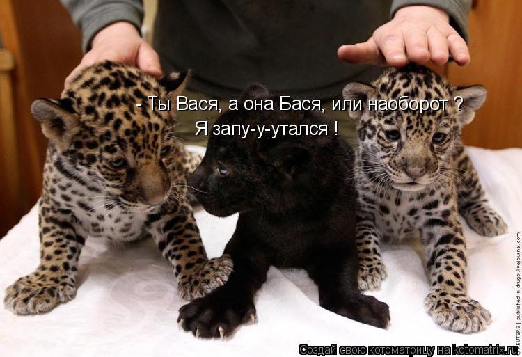 - Ты Вася, а она Бася, или наоборот ? Я запу-у-утался !... Котоматрица: - Ты Вася, а она Бася, или наоборот ? Я запу-у-утался !