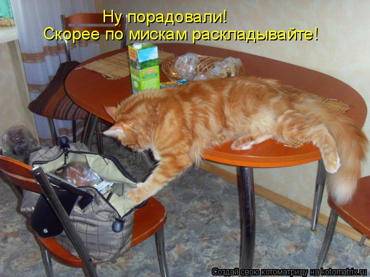 Ну порадовали! Скорее по мискам раскладывайте!... Котоматрица: Ну порадовали! Скорее по мискам раскладывайте!