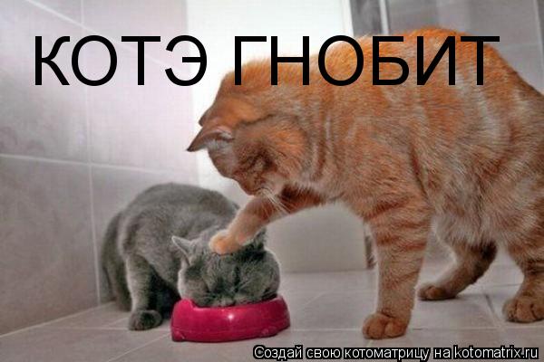 КОТЭ ГНОБИТ... Котоматрица: КОТЭ ГНОБИТ