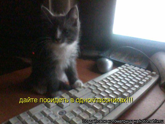 дайте посидеть в одноклассниках!!!... Котоматрица: дайте посидеть в одноклассниках!!!