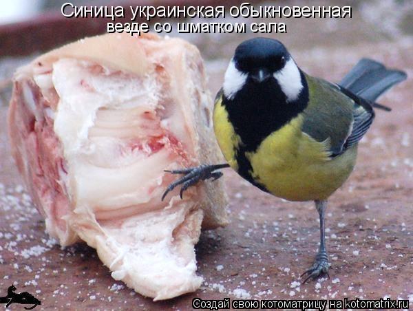 Синица украинская обыкновенная везде со шматком сала... Котоматрица: Синица украинская обыкновенная везде со шматком сала
