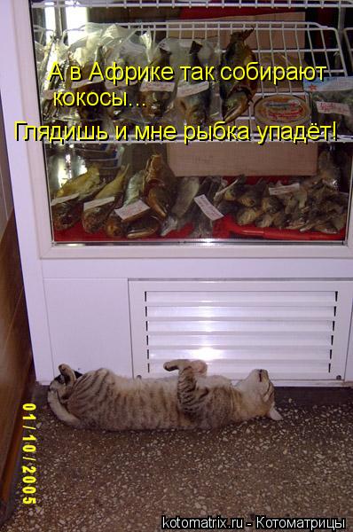 А в Африке так собирают кокосы... Глядишь и мне рыбка упадёт!... Котоматрица: А в Африке так собирают кокосы... Глядишь и мне рыбка упадёт!