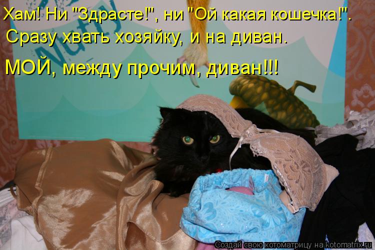 Котоматрица: Хам! Ни "Здрасте!", ни "Ой какая кошечка!". Сразу хвать хозяйку, и на диван.  МОЙ, между прочим, диван!!!