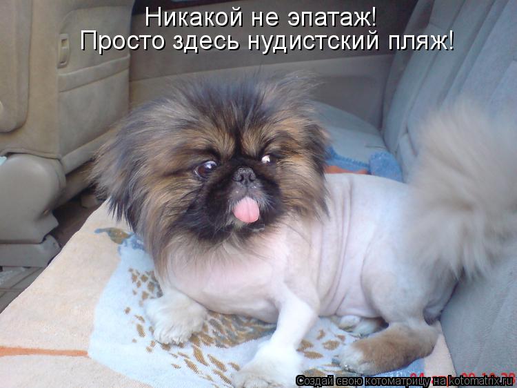 Котоматрица: Никакой не эпатаж! Просто здесь нудистский пляж!