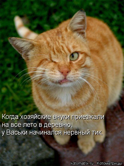Котоматрица: Когда хозяйские внуки приезжали на все лето в деревню, у Васьки начинался нервный тик.