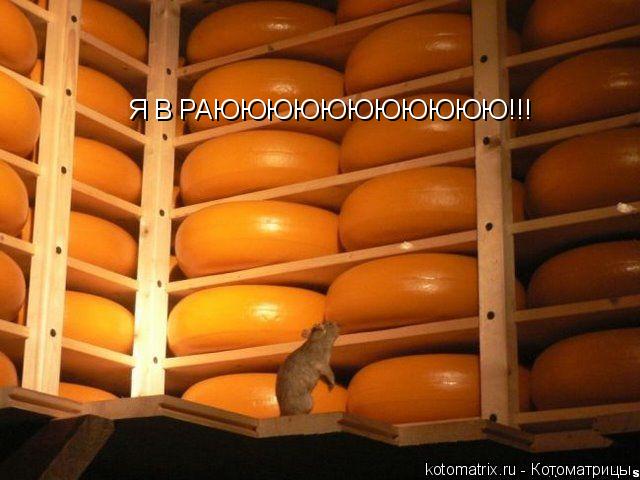 Котоматрица: Я В РАЮЮЮЮЮЮЮЮЮЮЮ!!!