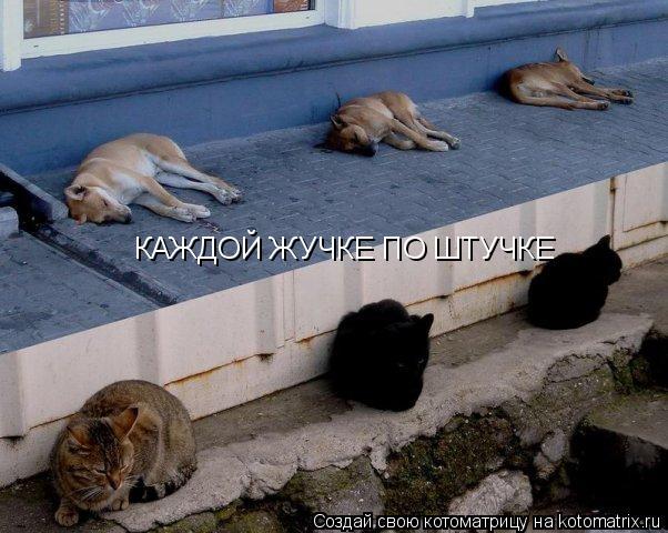 Котоматрица: КАЖДОЙ ЖУЧКЕ ПО ШТУЧКЕ