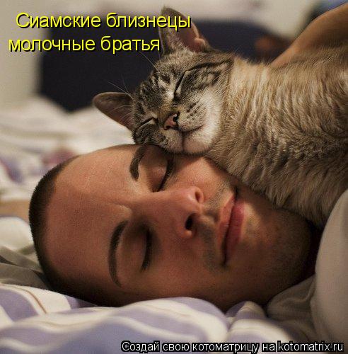 Котоматрица: Сиамские близнецы молочные братья