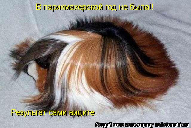 Котоматрица: В парикмахерской год не была!! Результат сами видите.