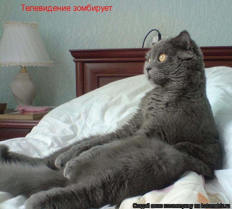 Телевидение зомбирует... Котоматрица: Телевидение зомбирует