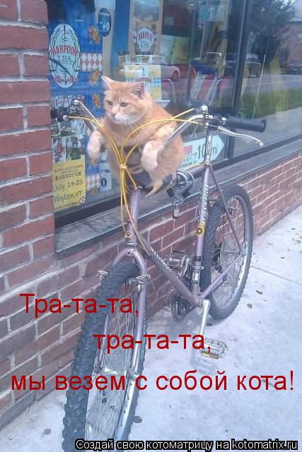 Тра-та-та, тра-та-та, мы везем с собой кота!... Котоматрица: Тра-та-та, тра-та-та, мы везем с собой кота!