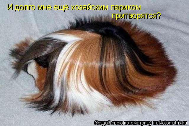 И долго мне ещё хозяйским париком притворятся?... Котоматрица: И долго мне ещё хозяйским париком притворятся?