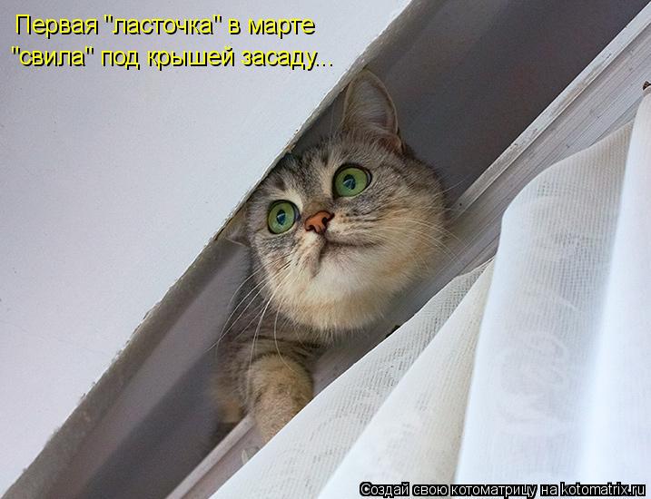 Котоматрица: Первая "ласточка" в марте "свила" под крышей засаду...