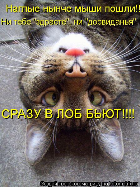 Котоматрица: Наглые нынче мыши пошли!! Ни тебе "здрасте", ни "досвиданья" СРАЗУ В ЛОБ БЬЮТ!!!!