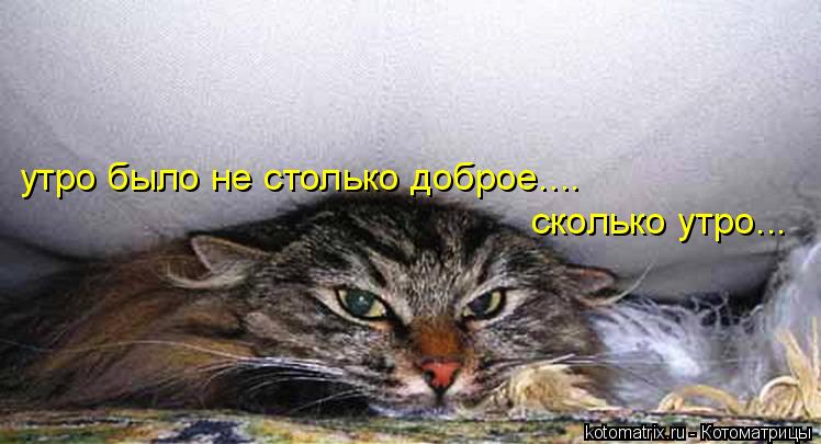 Котоматрица: утро было не столько доброе.... сколько утро...