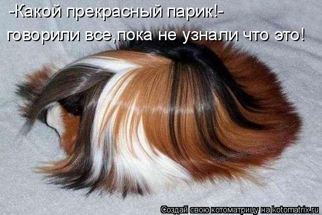Котоматрица: -Какой прекрасный парик!- говорили все,пока не узнали что это!