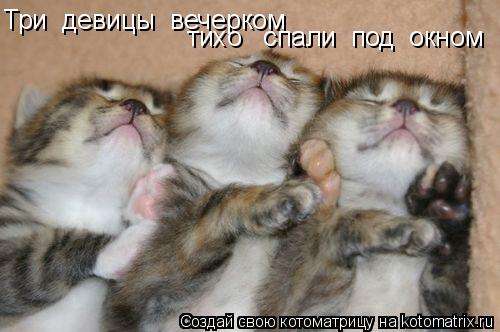 Котоматрица: Три  девицы  вечерком  тихо   спали  под  окном