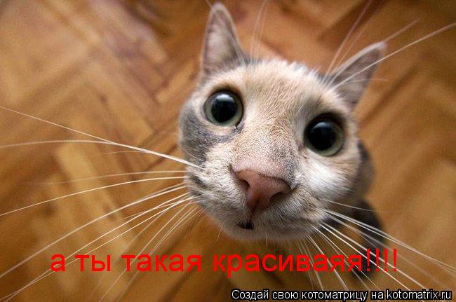Котоматрица: а ты такая красиваяя!!!!