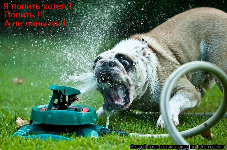 Котоматрица: Я попить хотел !  Попить !! А не помытся !