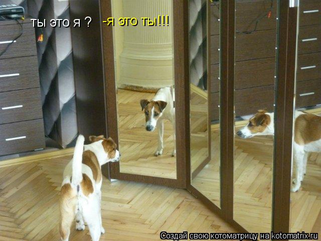 Котоматрица: ты это я ?   -я это ты!!!
