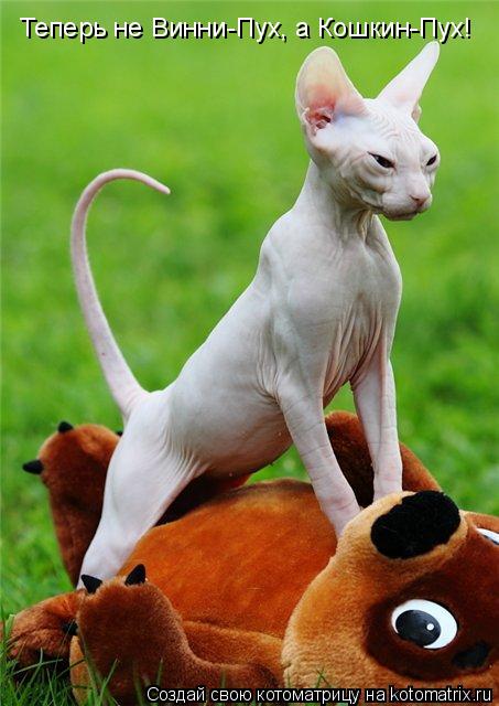 Котоматрица: Теперь не Винни-Пух, а Кошкин-Пух!