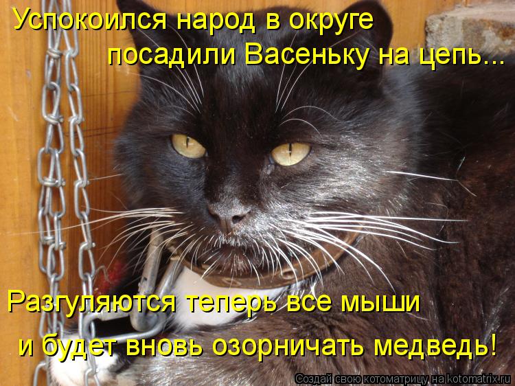 Успокоился народ в округе посадили Васеньку на цепь... Разгуляются теперь все мыши и будет вновь озор... Котоматрица: Успокоился народ в округе посадили Васеньку на цепь... Разгуляются теперь все мыши и будет вновь озорничать медведь!
