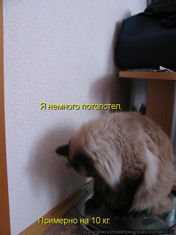 Я немного потолстел, Примерно на 10 кг.... Котоматрица: Я немного потолстел, Примерно на 10 кг.