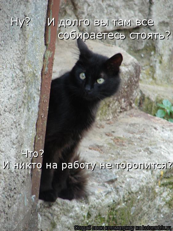 Ну? И долго вы там все собираетесь стоять? Что? И никто на работу не торопится?... Котоматрица: Ну? И долго вы там все собираетесь стоять? Что? И никто на работу не торопится?