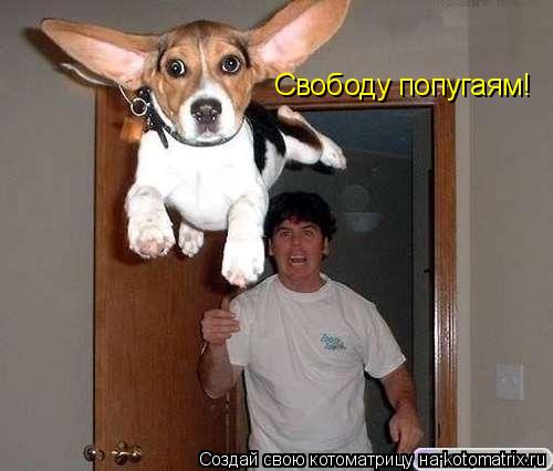 Свободу попугаям!... Котоматрица: Свободу попугаям!