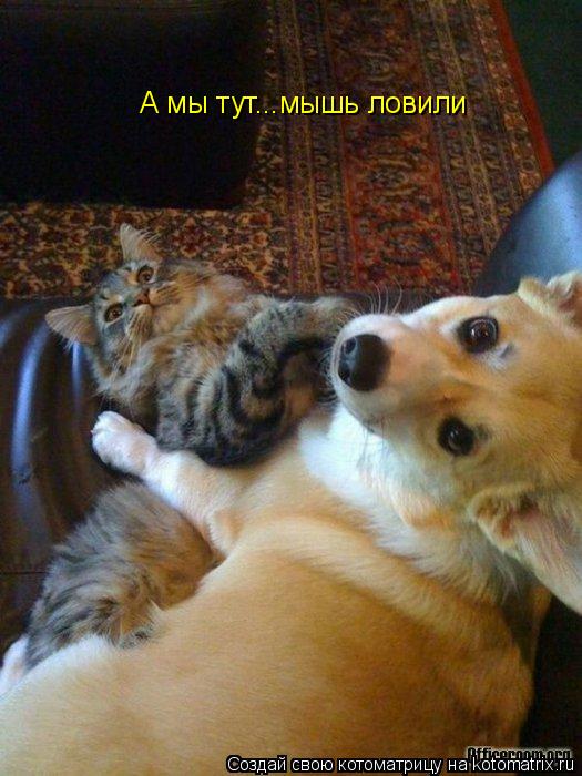А мы тут...мышь ловили... Котоматрица: А мы тут...мышь ловили