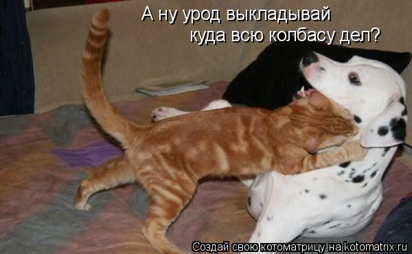 Котоматрица: А ну урод выкладывай куда всю колбасу дел?