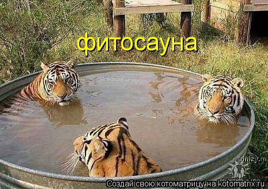 фитосауна... Котоматрица: фитосауна