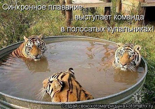 Синхронное плавание: ...выступает команда в полосатых купальниках!... Котоматрица: Синхронное плавание: ...выступает команда в полосатых купальниках!