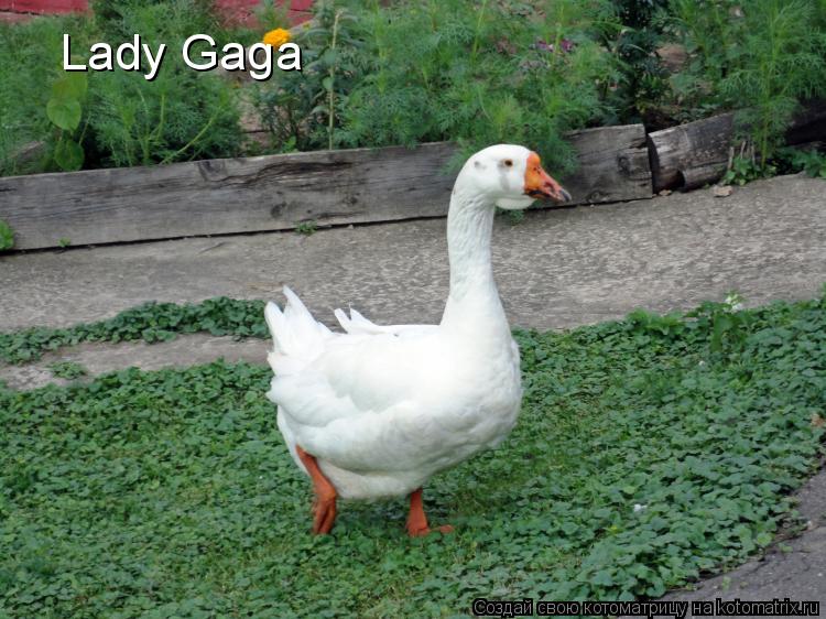 Lady Gaga... Котоматрица: Lady Gaga