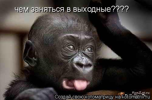 чем заняться в выходные????... Котоматрица: чем заняться в выходные????