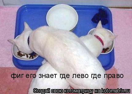 фиг его знает где лево где право... Котоматрица: фиг его знает где лево где право