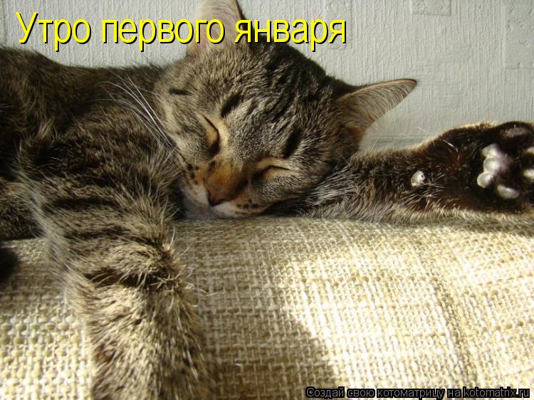 Утро первого января... Котоматрица: Утро первого января