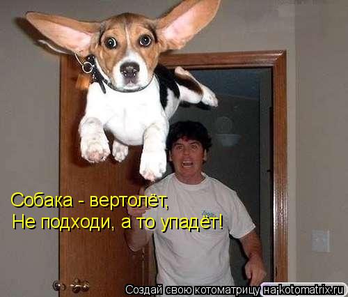 Не подходи, а то упадёт! Собака - вертолёт,... Котоматрица: Не подходи, а то упадёт! Собака - вертолёт,