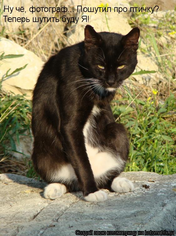Ну чё, фотограф... Пошутил про птичку? Теперь шутить буду Я!... Котоматрица: Ну чё, фотограф... Пошутил про птичку? Теперь шутить буду Я!