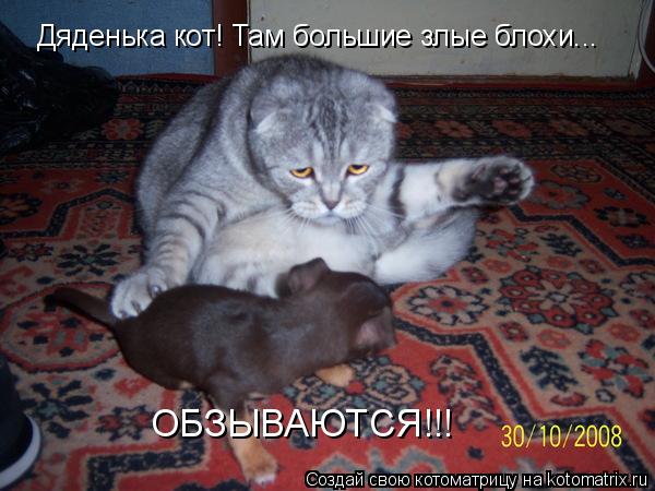 ОБЗЫВАЮТСЯ!!! Дяденька кот! Там большие злые блохи...... Котоматрица: ОБЗЫВАЮТСЯ!!! Дяденька кот! Там большие злые блохи...