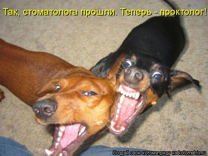 Так, стоматолога прошли. Теперь - проктолог!... Котоматрица: Так, стоматолога прошли. Теперь - проктолог!