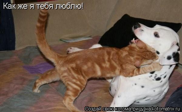 Как же я тебя люблю!... Котоматрица: Как же я тебя люблю!