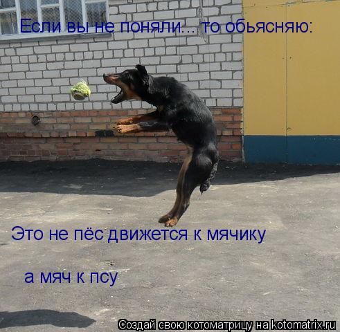 Если вы не поняли... то обьясняю: Это не пёс движется к мячику а мяч к псу... Котоматрица: Если вы не поняли... то обьясняю: Это не пёс движется к мячику а мяч к псу